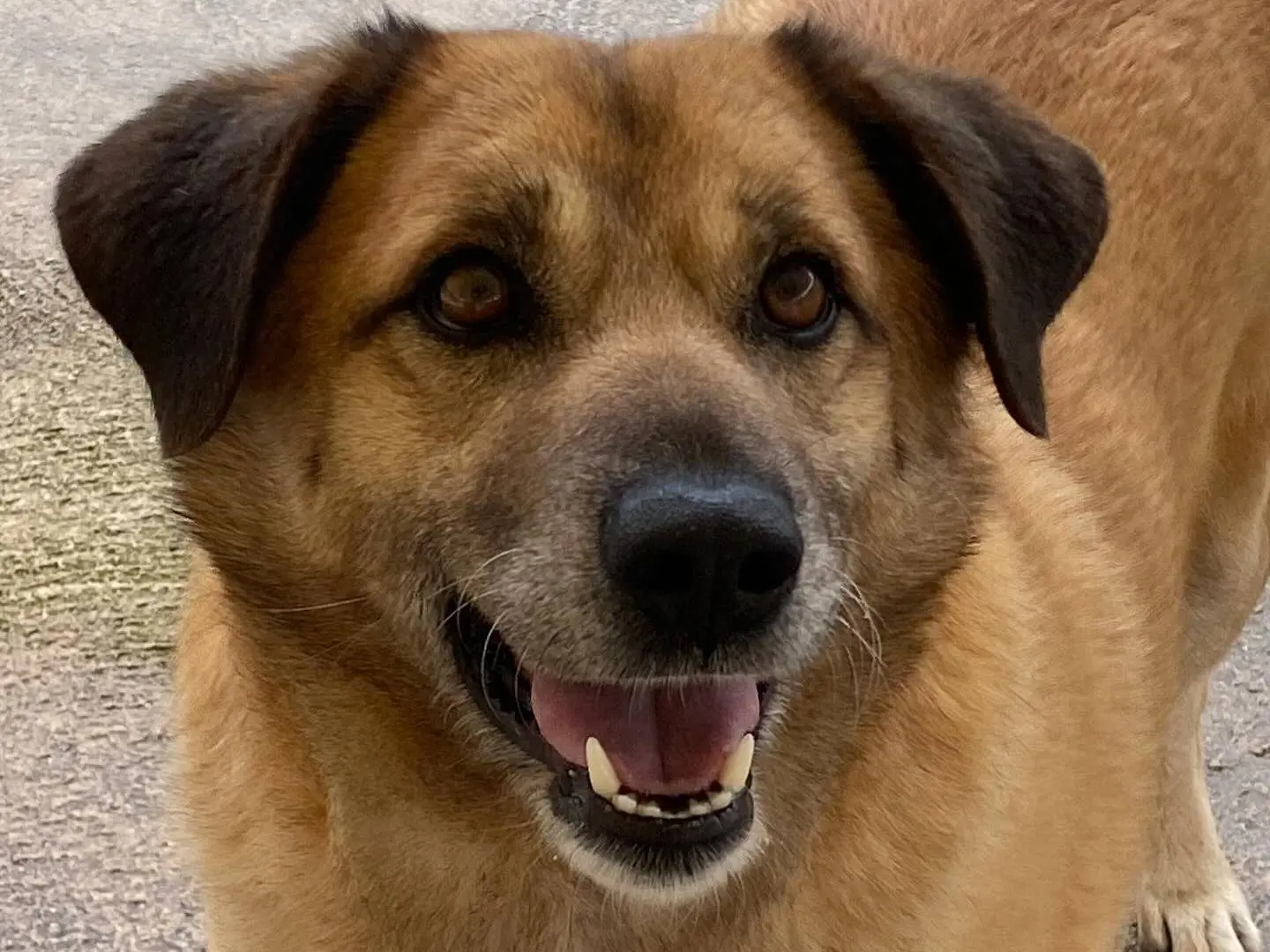 Adotta un cane, maschio, 5 anni e 8 mesi, Latina