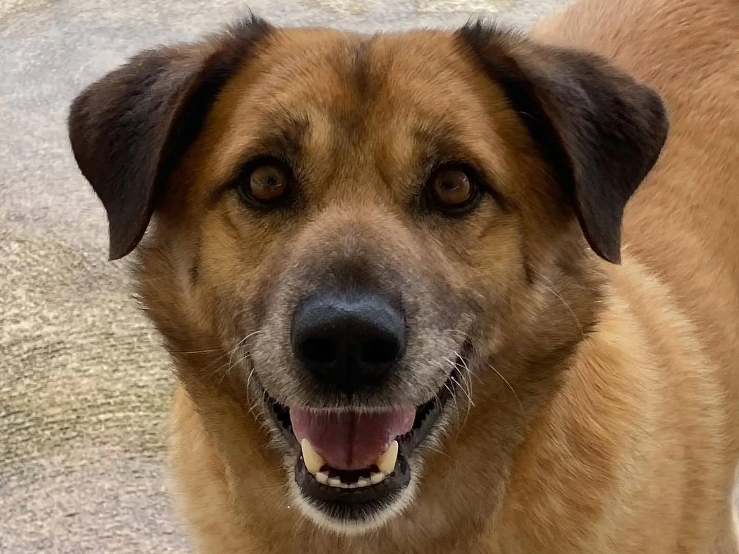 Adozione cane, maschio, Razza sconosciuta Razza sconosciuta, 5 anni e 8 mesi, taglia media, Latina