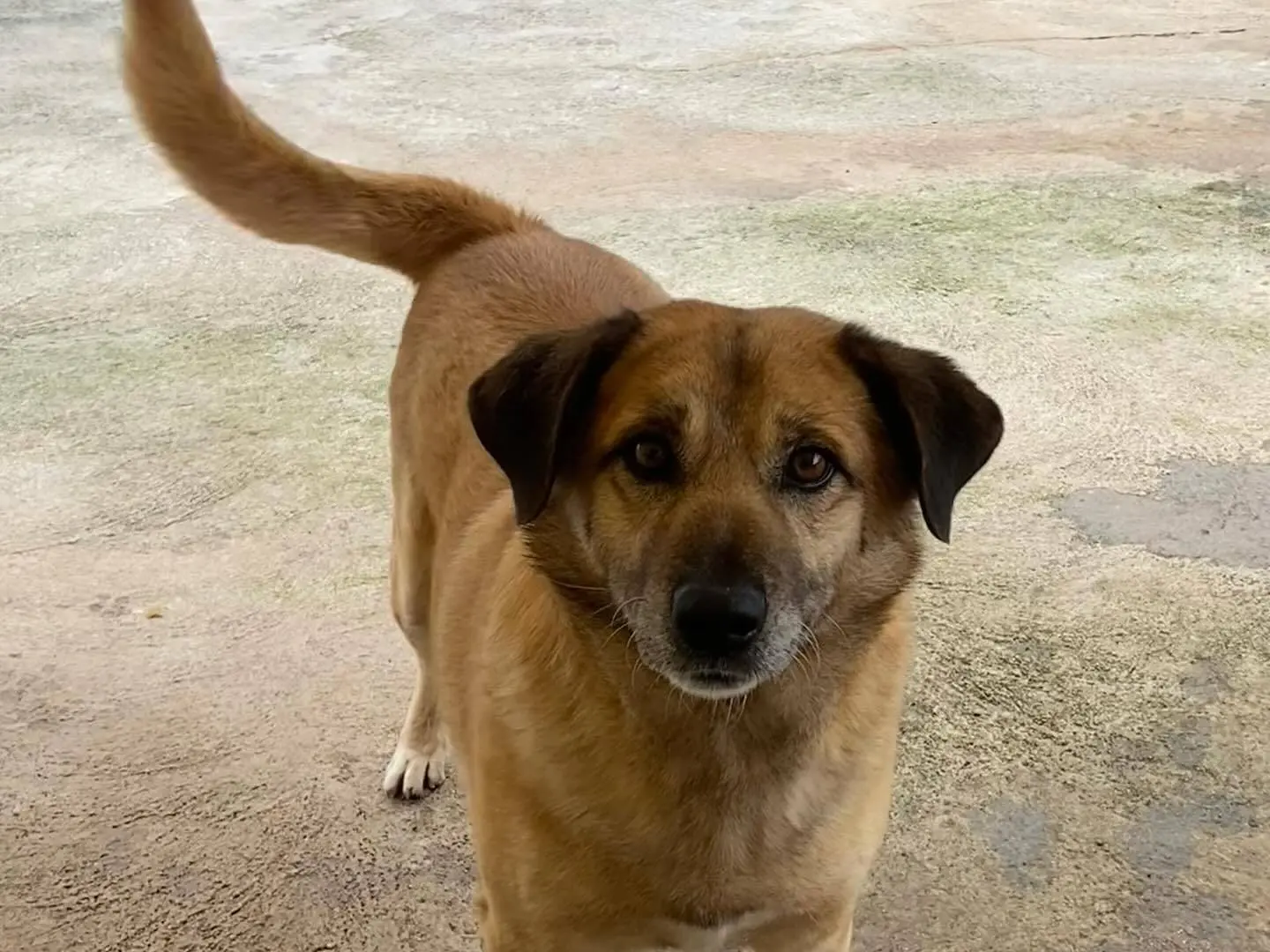 Vuoi adottare un cane a Latina?