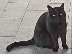 Foto 1 dell'animale