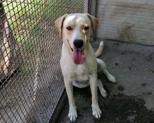 Adozione cane, maschio, Labrador Retriever, 7 anni e 4 mesi, taglia grande, Napoli
