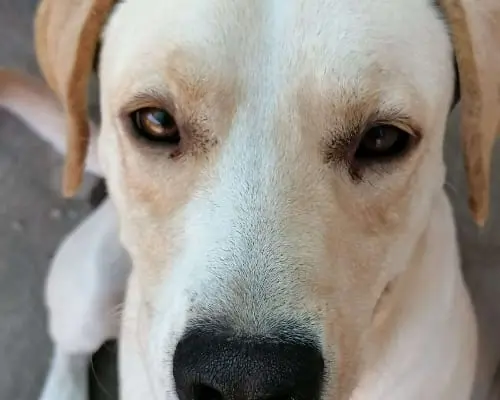 Adotta un cane, maschio, 7 anni e 4 mesi, Napoli