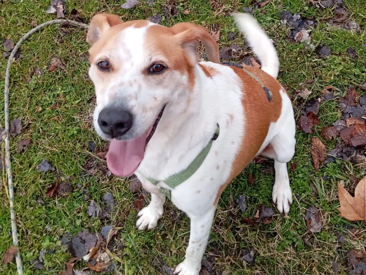 Vuoi adottare un cane a Bergamo?