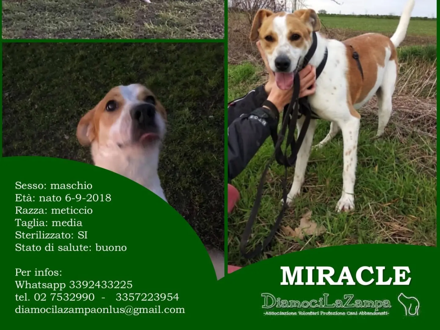 Adotta il cane MIRACLE a Bergamo