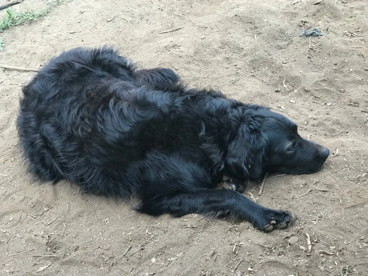 Vuoi adottare un cane a Catania?