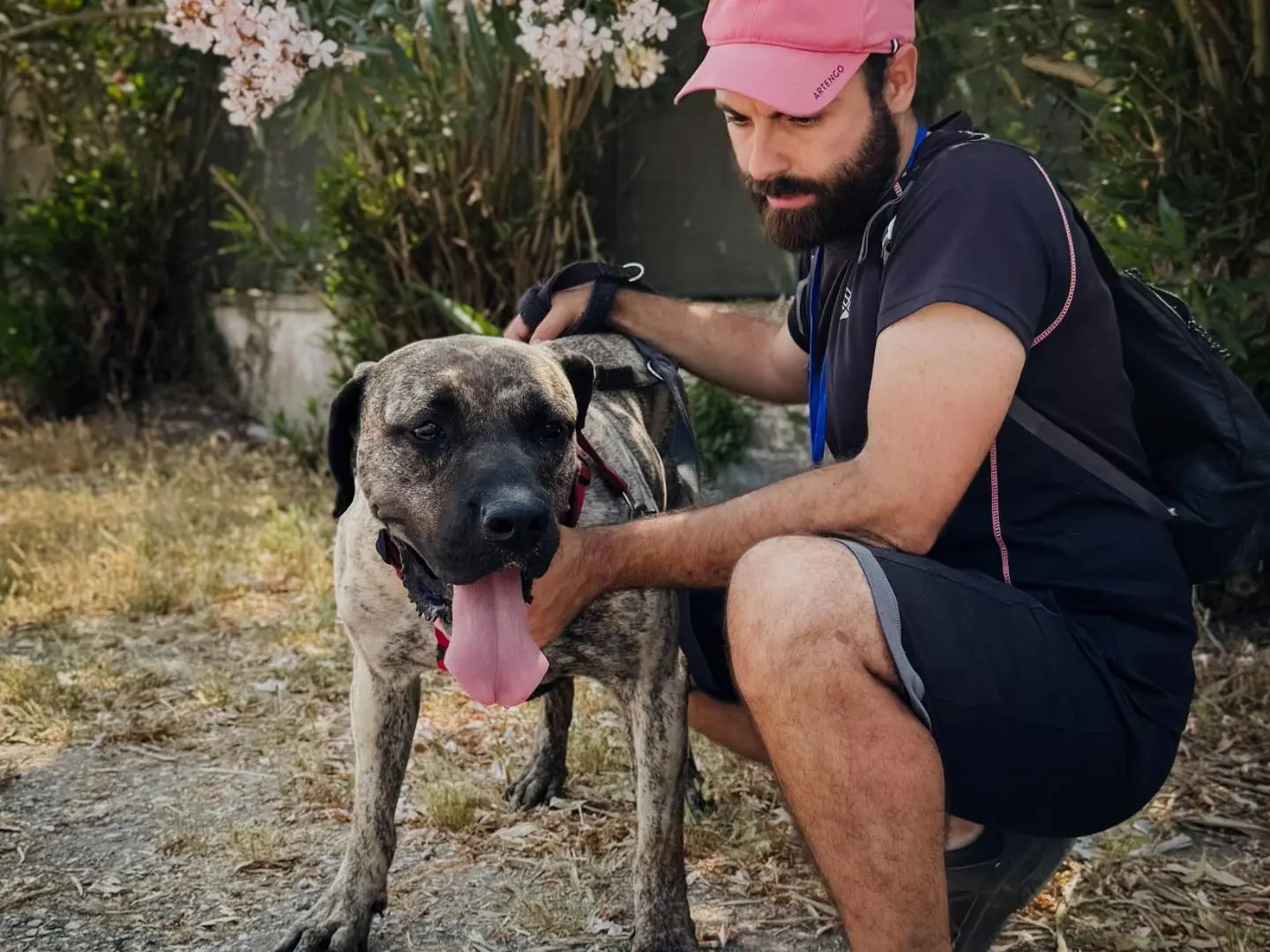 Adotta un cane, taglia gigante, femmina, Caserta