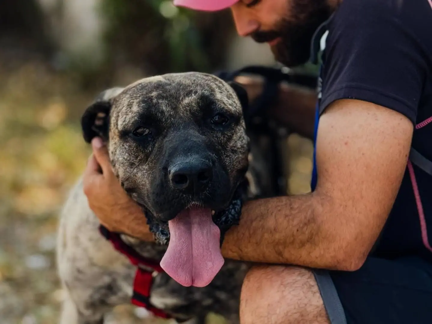 Adotta un cane, femmina, 5 anni e 5 mesi, Caserta