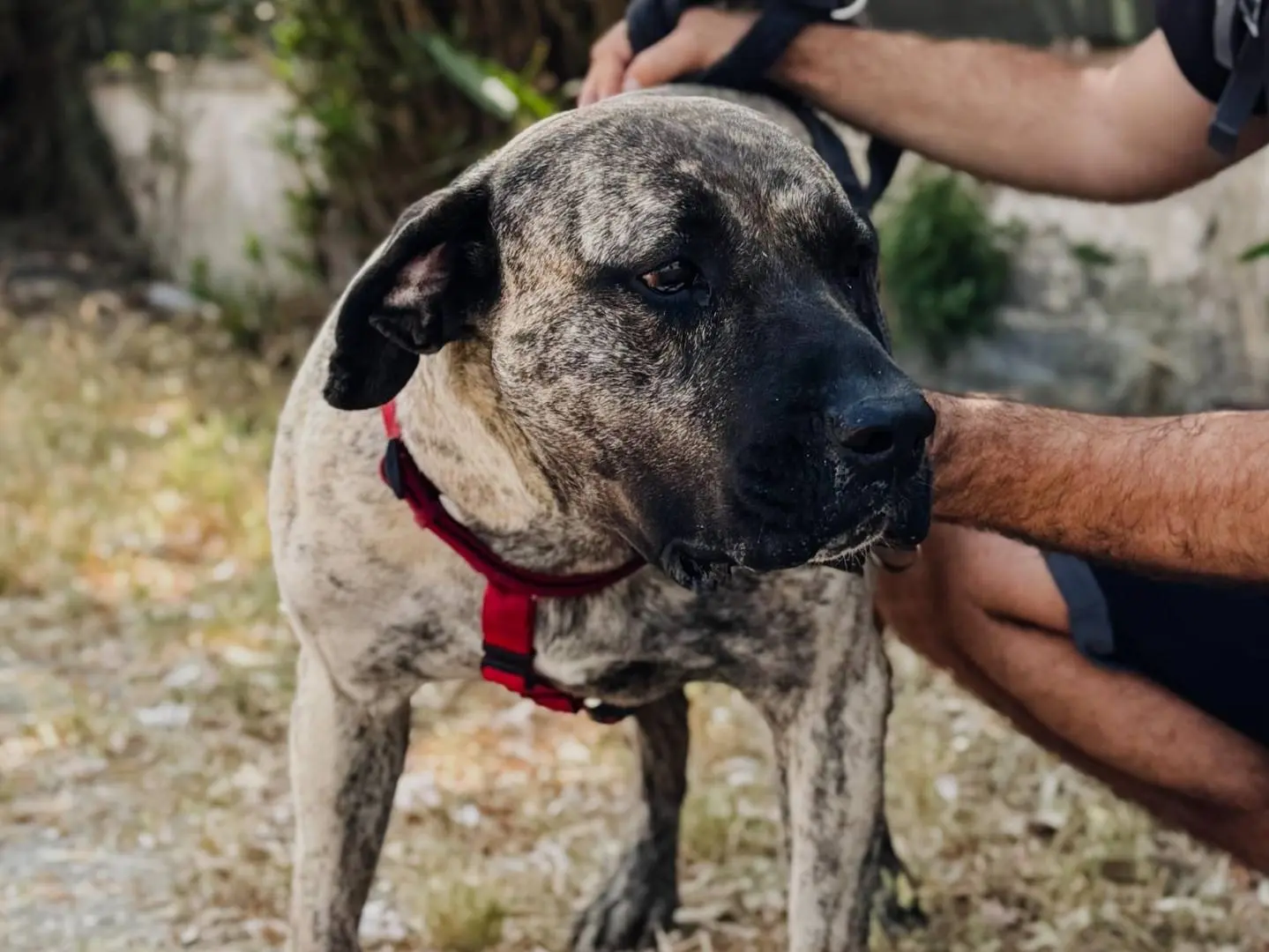 Vuoi adottare un cane a Caserta?