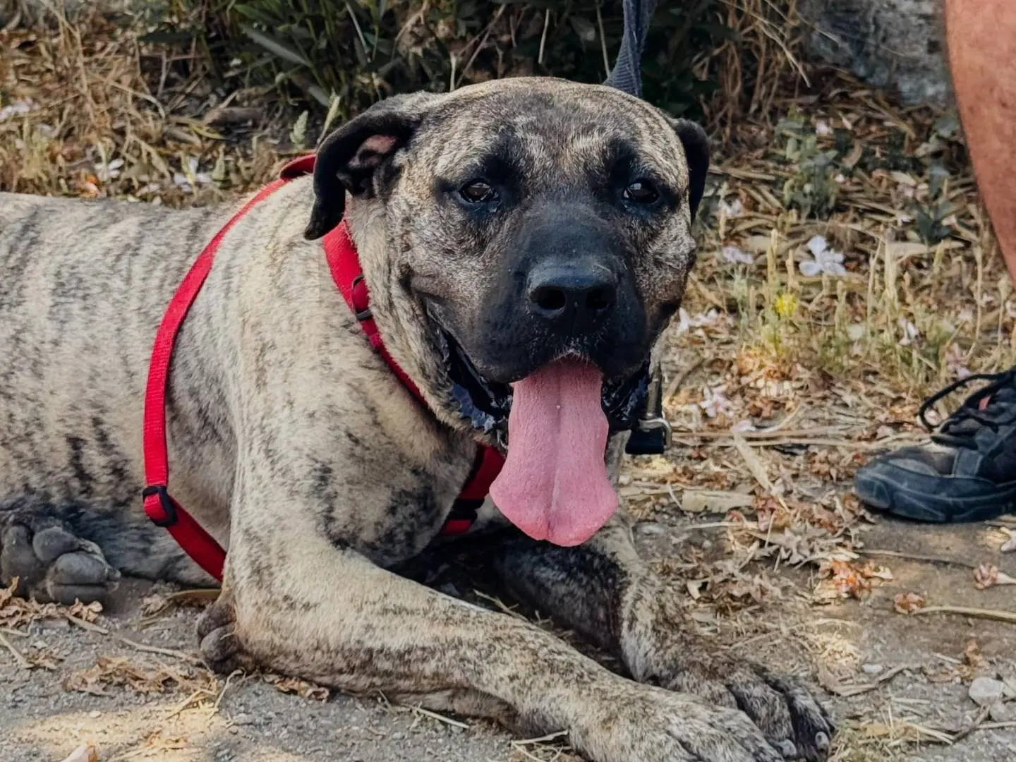 Adozione cane, femmina, Mastiff Razza sconosciuta, 5 anni e 5 mesi, taglia gigante, Caserta