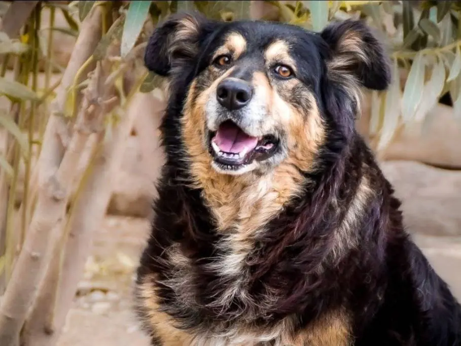 Adotta un cane, maschio, 7 anni e 9 mesi, Crotone