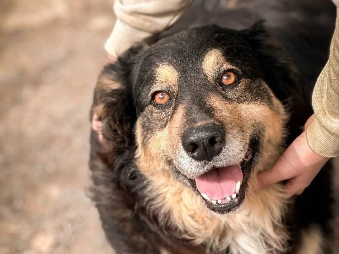 Adozione cane, maschio, Razza sconosciuta Razza sconosciuta, 7 anni e 9 mesi, taglia media contenuta, Crotone