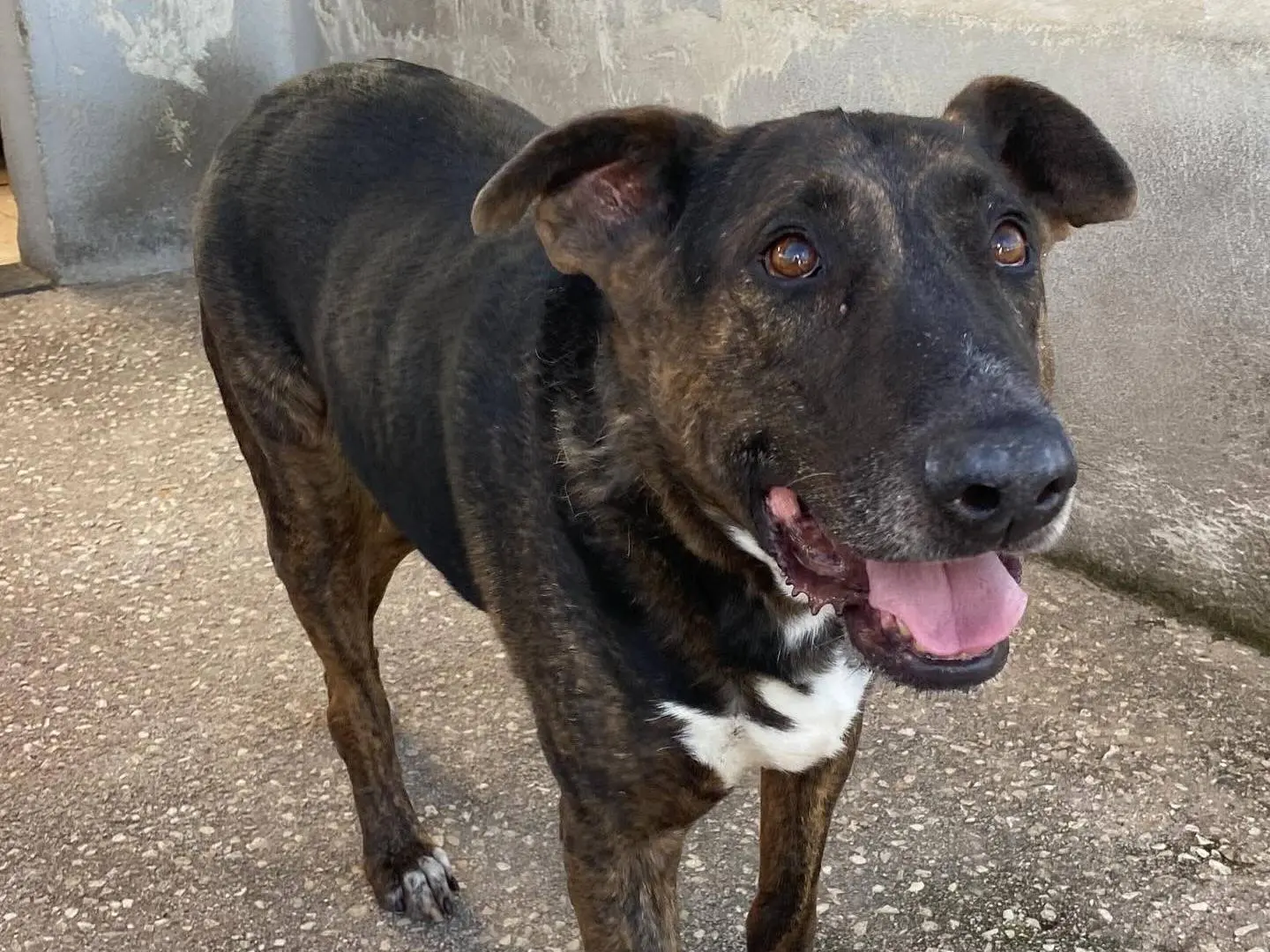 Adotta un cane, maschio, 10 anni, Latina