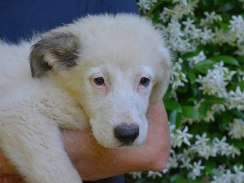 Adotta il cane Sorenik a Roma