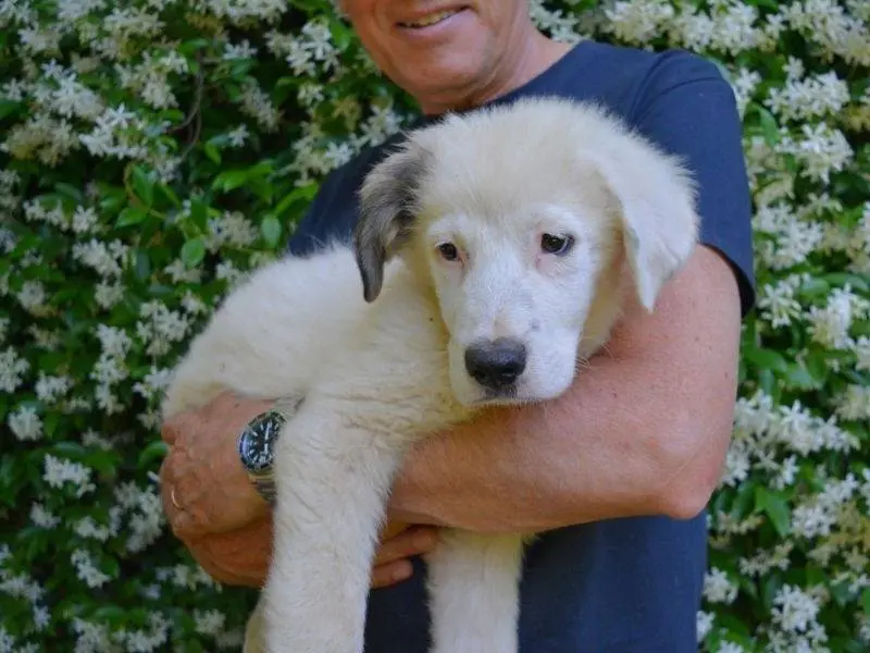 Adotta un cane, taglia media, maschio, Roma