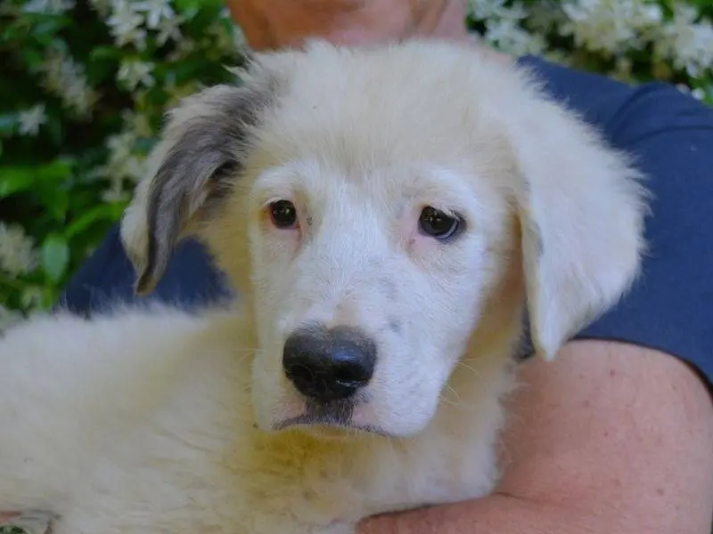 Adozione cane, maschio, Razza sconosciuta Razza sconosciuta, 7 mesi, taglia media, Roma