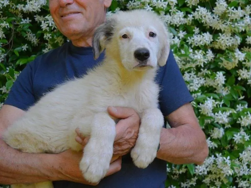 Adotta un cane, maschio, 7 mesi, Roma