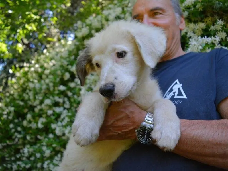 Vuoi adottare un cane a Roma?