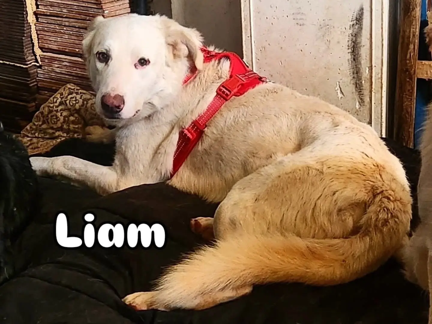 Adozione cane, maschio, Razza sconosciuta Razza sconosciuta, 4 anni e 5 mesi, taglia grande, Cosenza