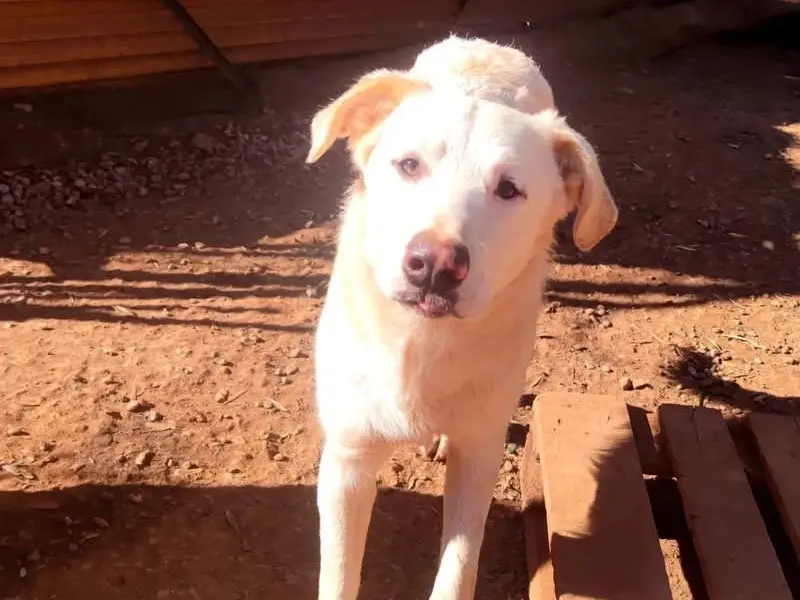 Adotta un cane, maschio, 4 anni e 5 mesi, Cosenza