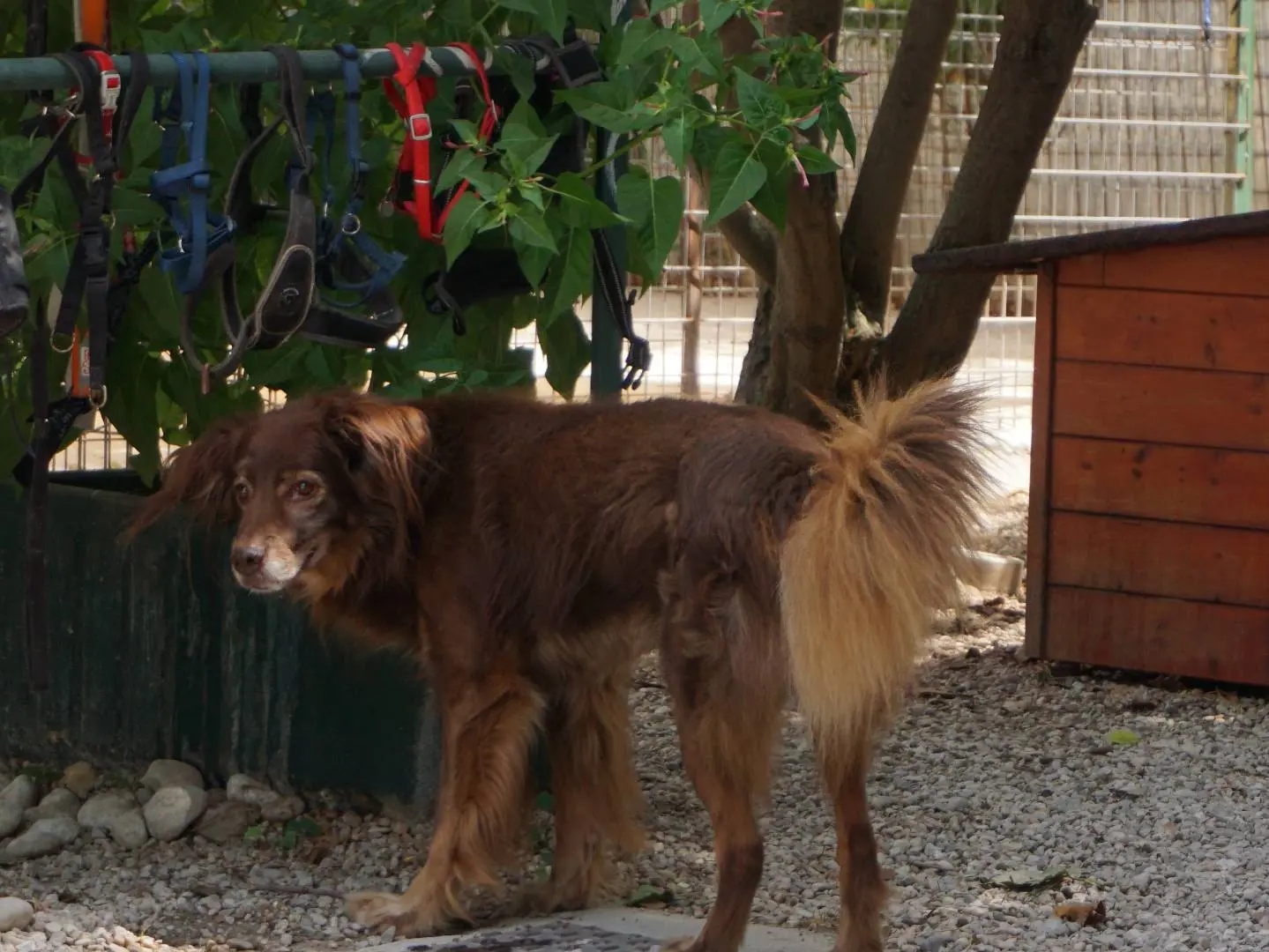 Foto 3 dell'animale