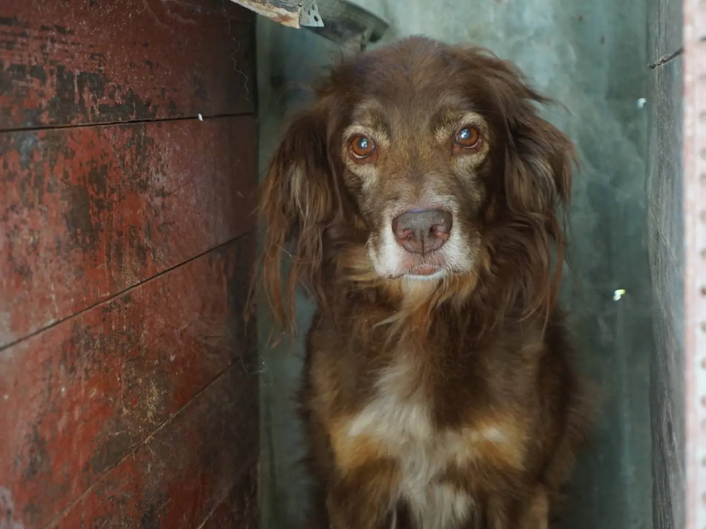 Adotta un cane, maschio, 10 anni e 5 mesi, Pescara