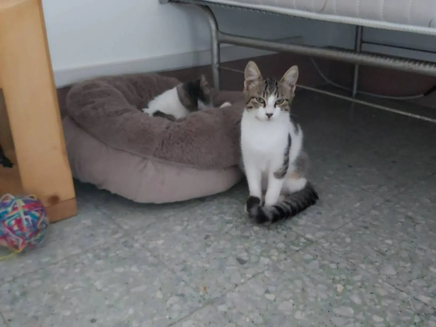 Adozione gatto, femmina, Razza sconosciuta Razza sconosciuta, 6 mesi, taglia non valida, Chieti