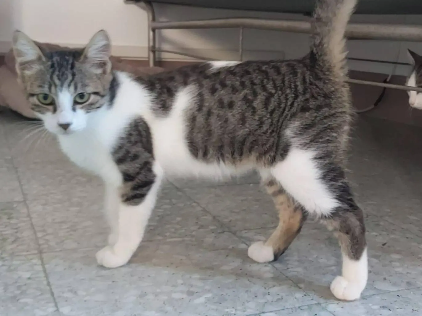 Adotta un gatto, taglia non valida, femmina, Chieti