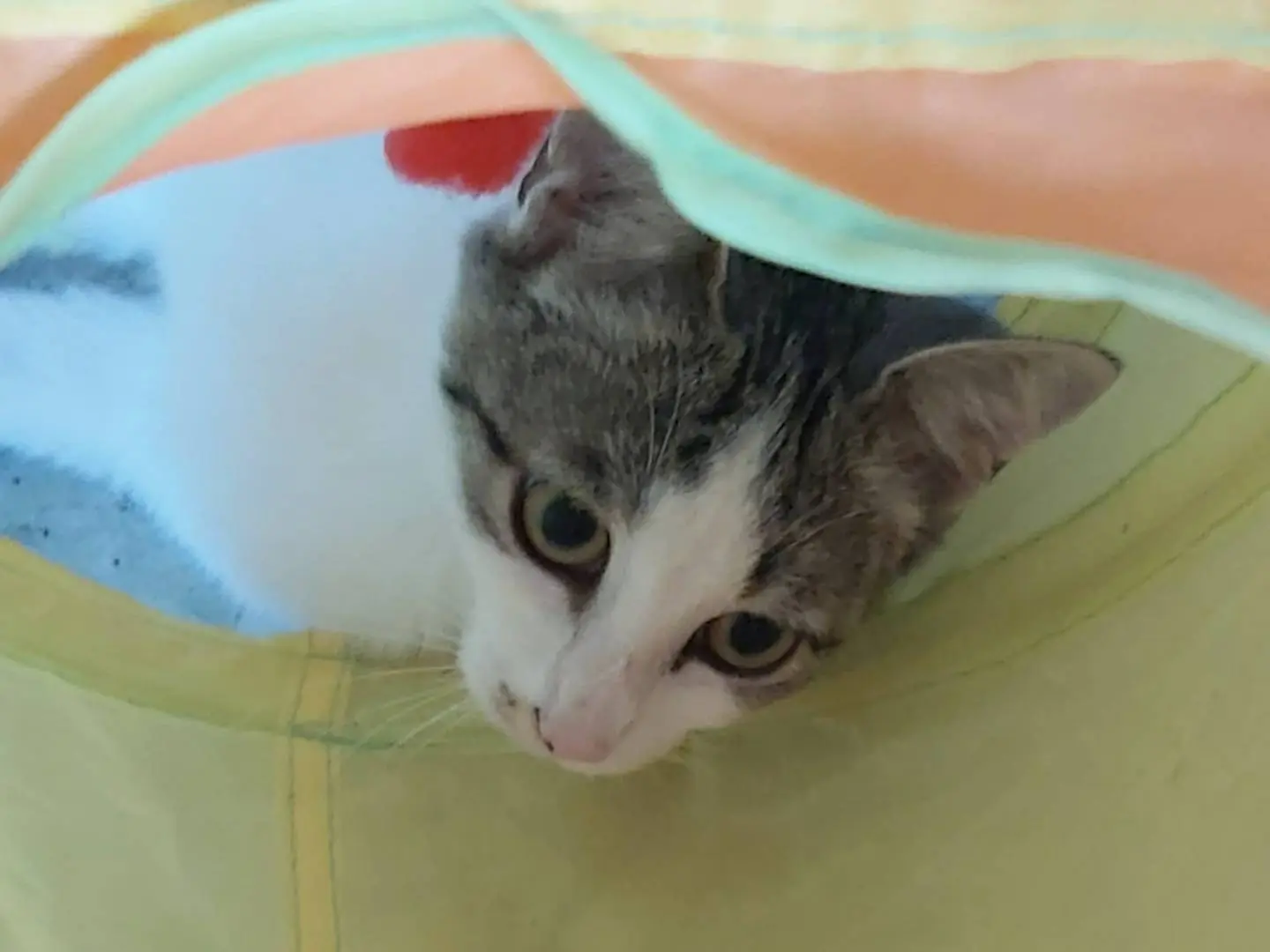 Adotta un gatto, femmina, 6 mesi, Chieti