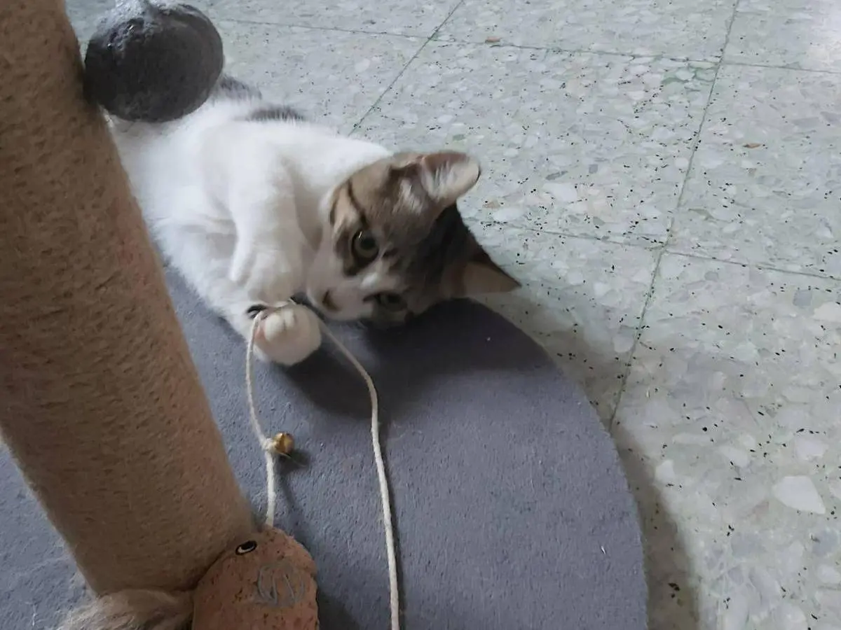 Vuoi adottare un gatto a Chieti?