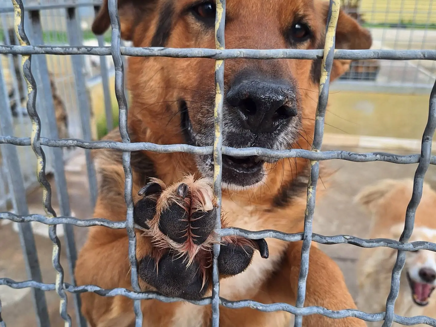 Adotta il cane Ringo a Napoli