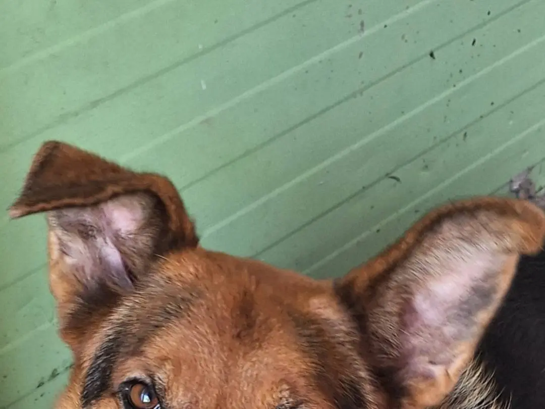 Vuoi adottare un cane a Napoli?