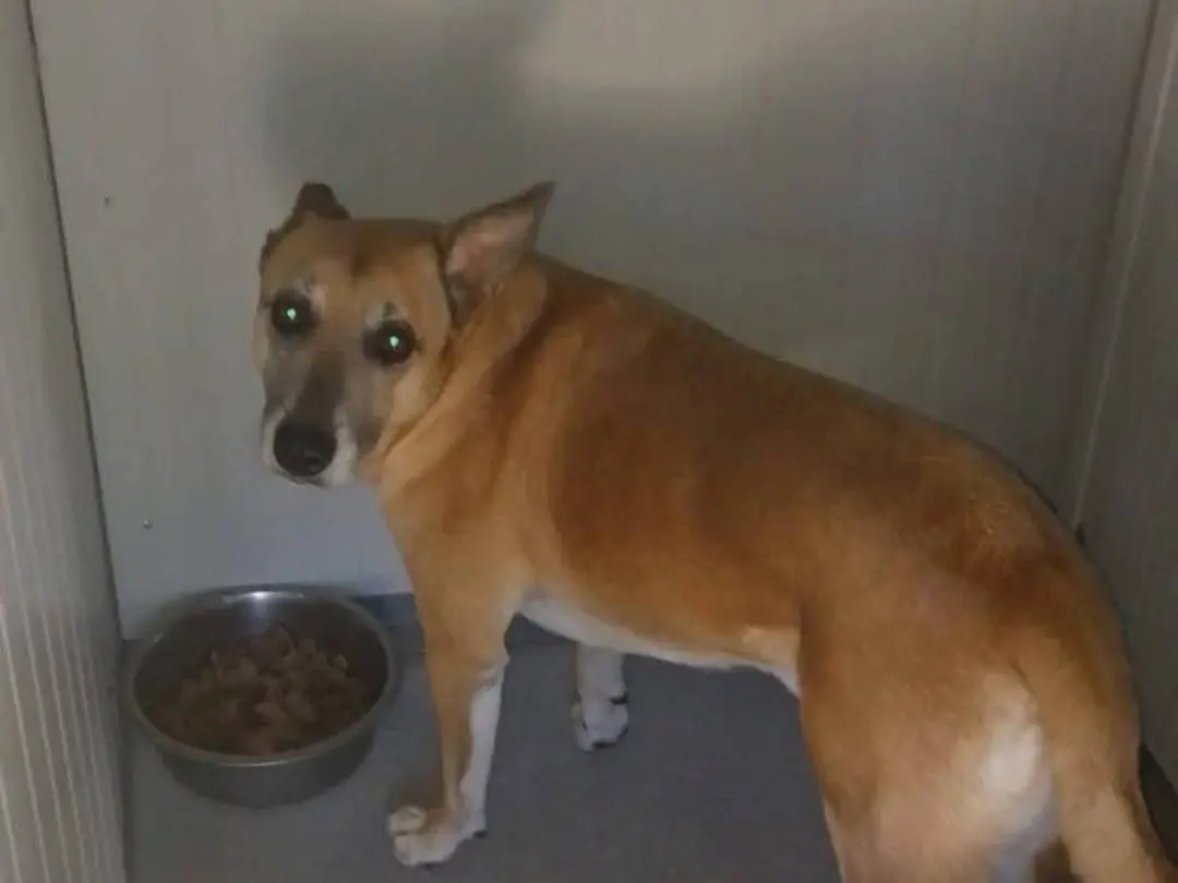 Adotta un cane, taglia media, maschio, Terni