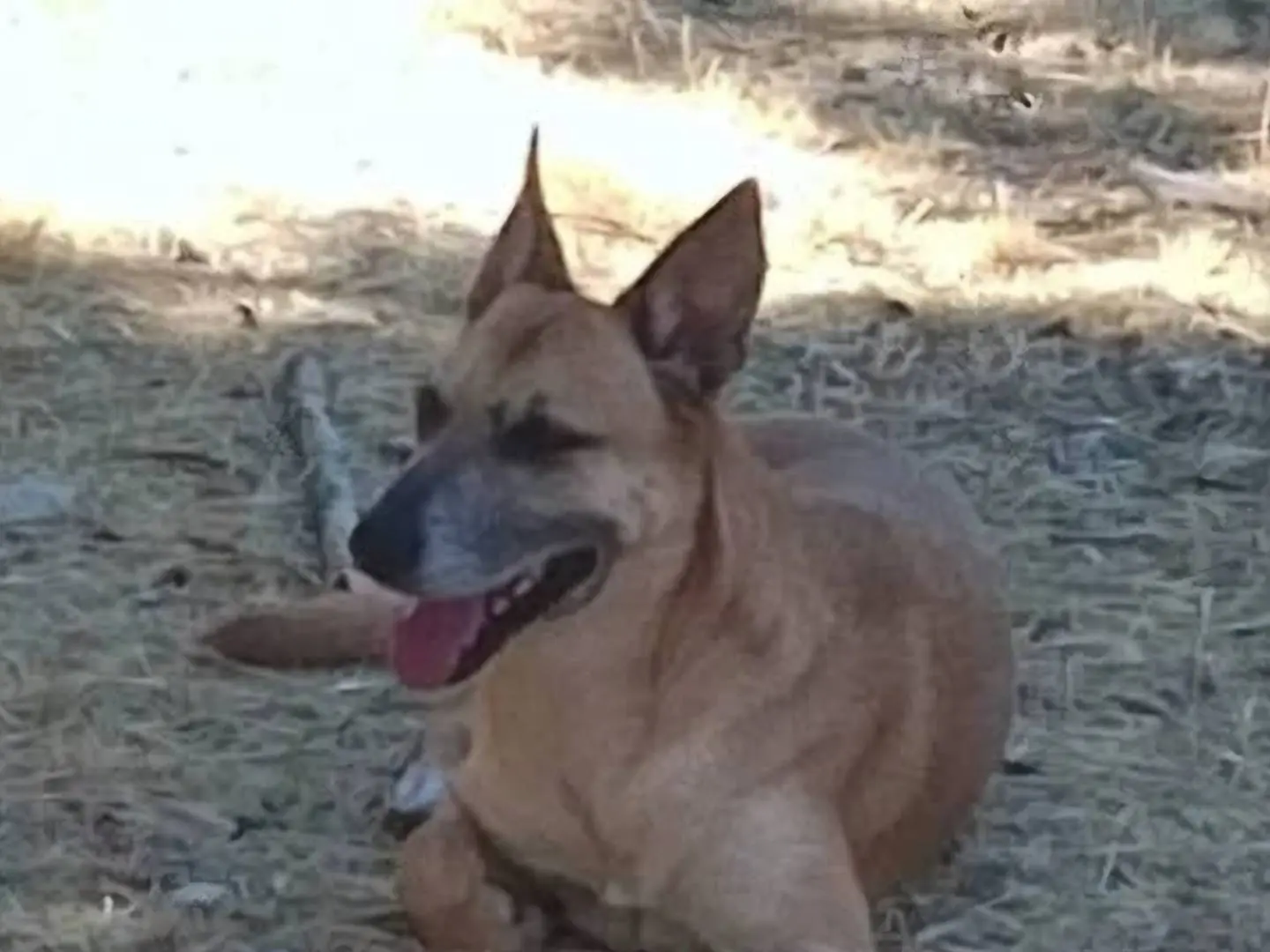 Adotta un cane, maschio, 5 anni e 2 mesi, Terni