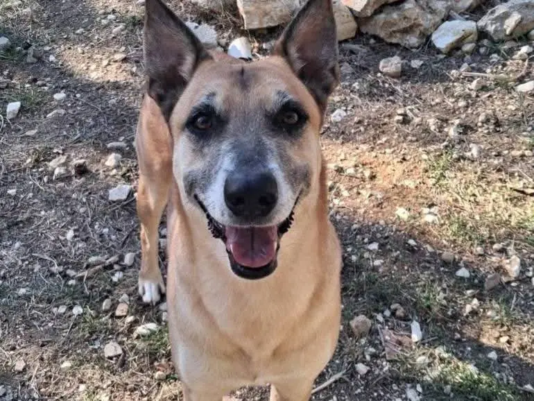 Adozione cane, maschio, Pastore Belga Malinois Razza sconosciuta, 5 anni e 2 mesi, taglia media, Terni