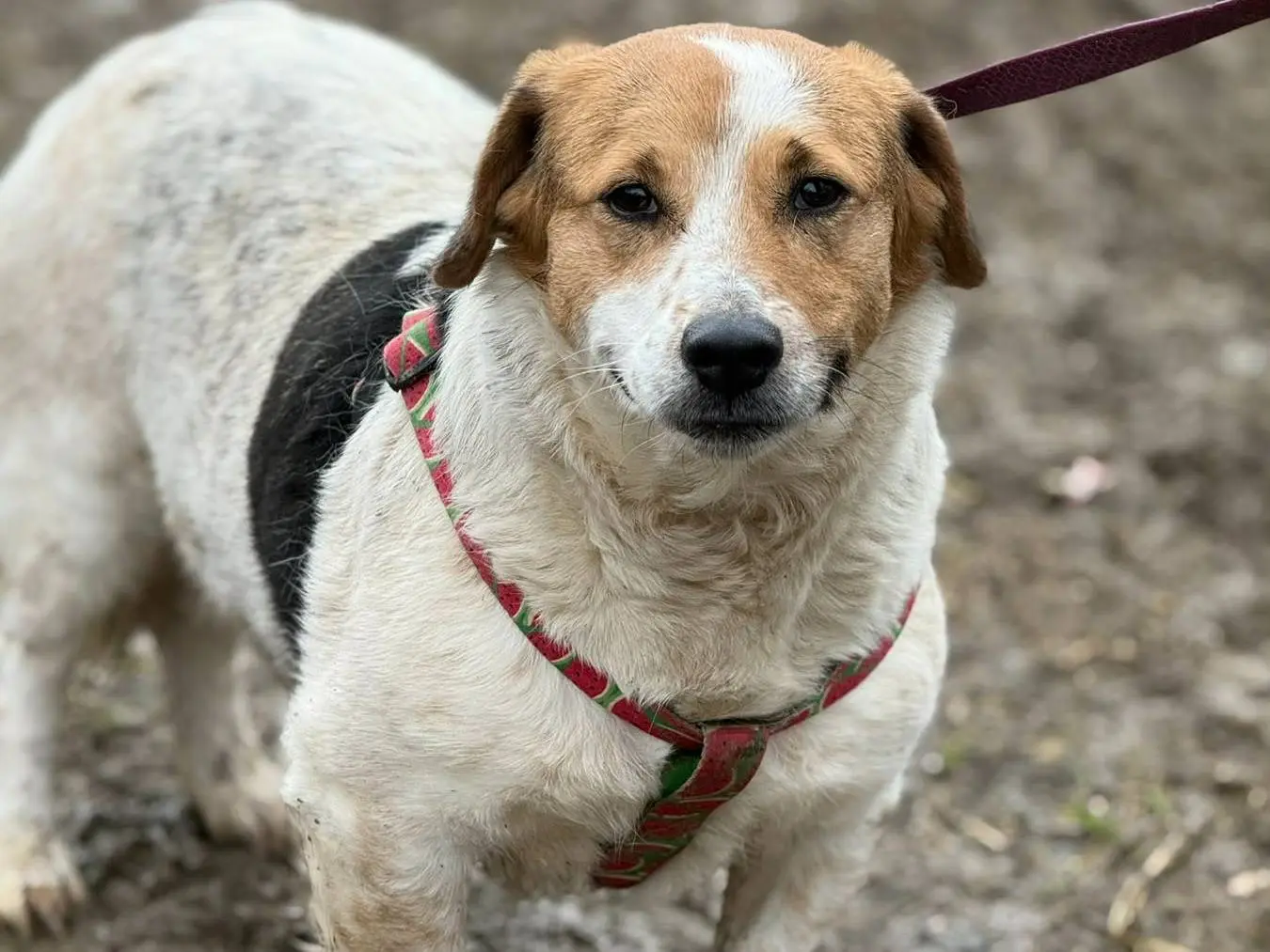 Adotta un cane, taglia media contenuta, femmina, Firenze