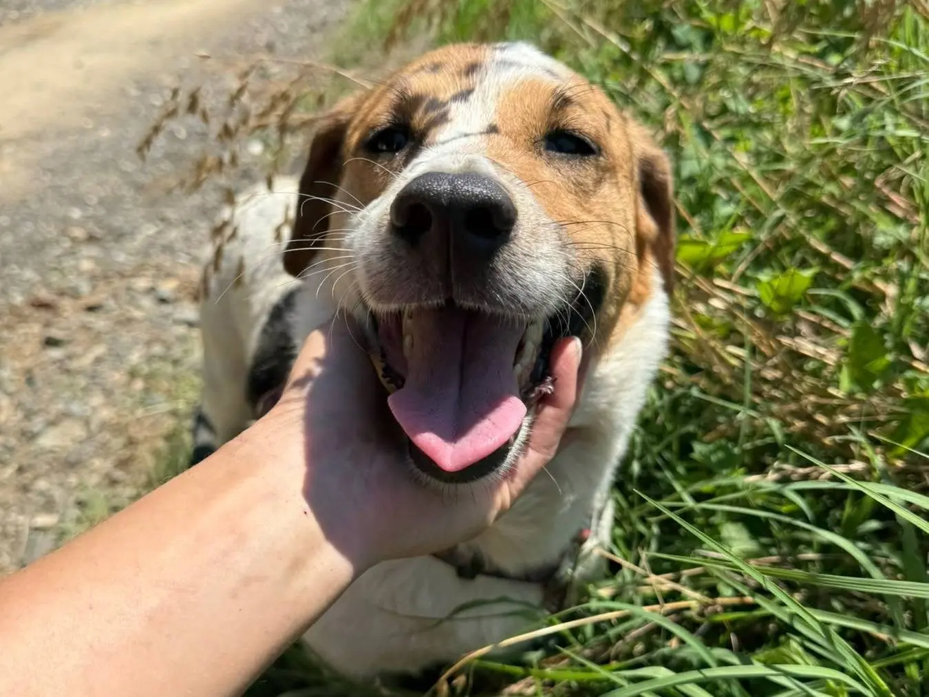 Adotta il cane SISSY a Firenze