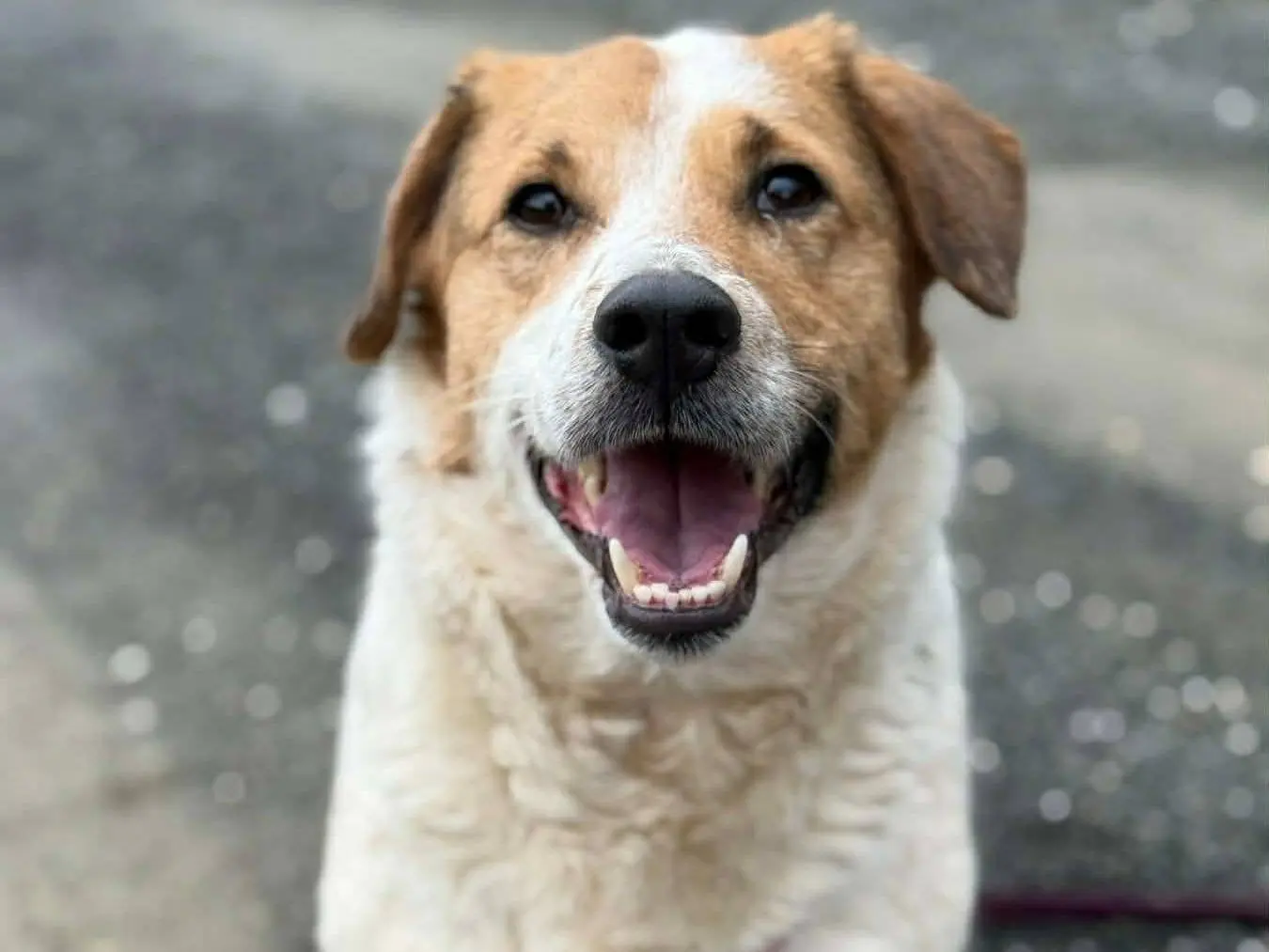 Adozione cane, femmina, Razza sconosciuta Razza sconosciuta, 4 anni e 7 mesi, taglia media contenuta, Firenze