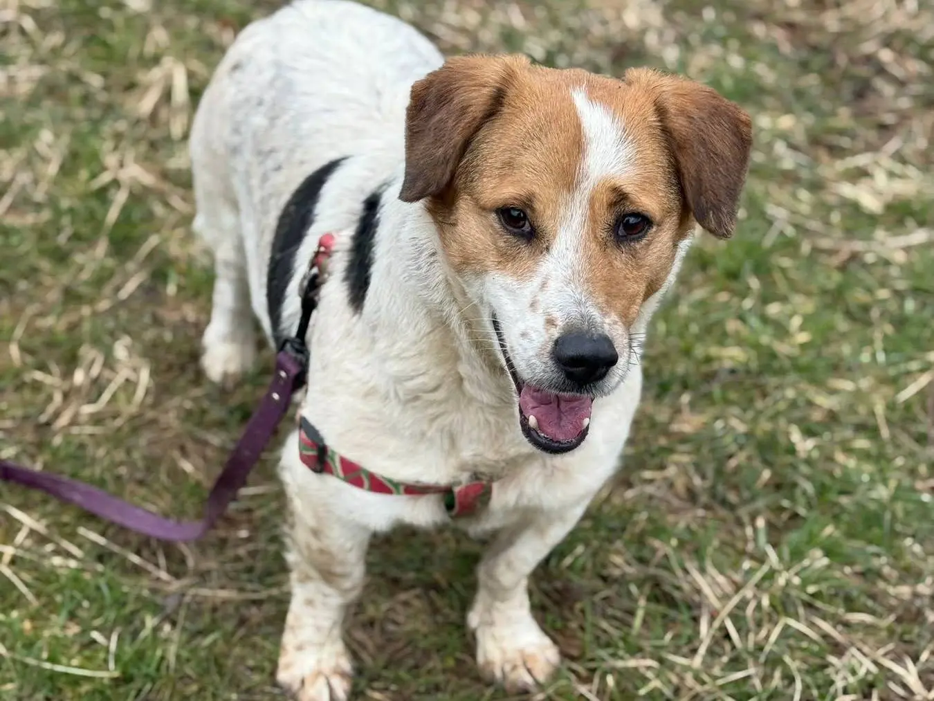 Adotta un cane, femmina, 4 anni e 7 mesi, Firenze