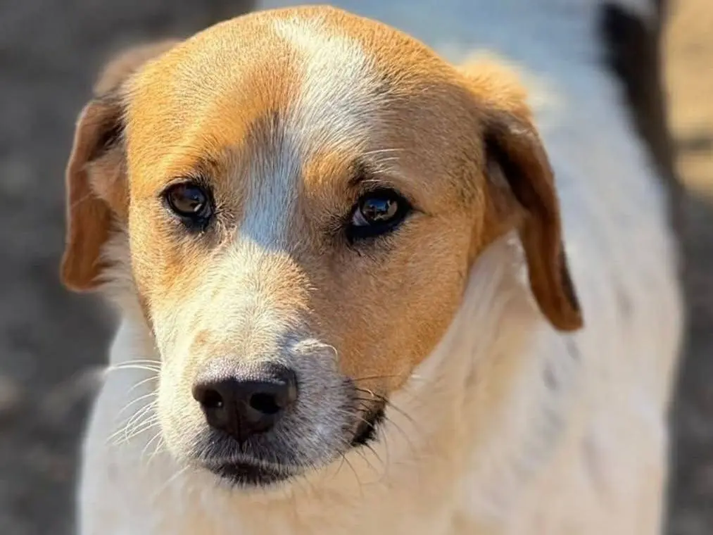 Vuoi adottare un cane a Firenze?