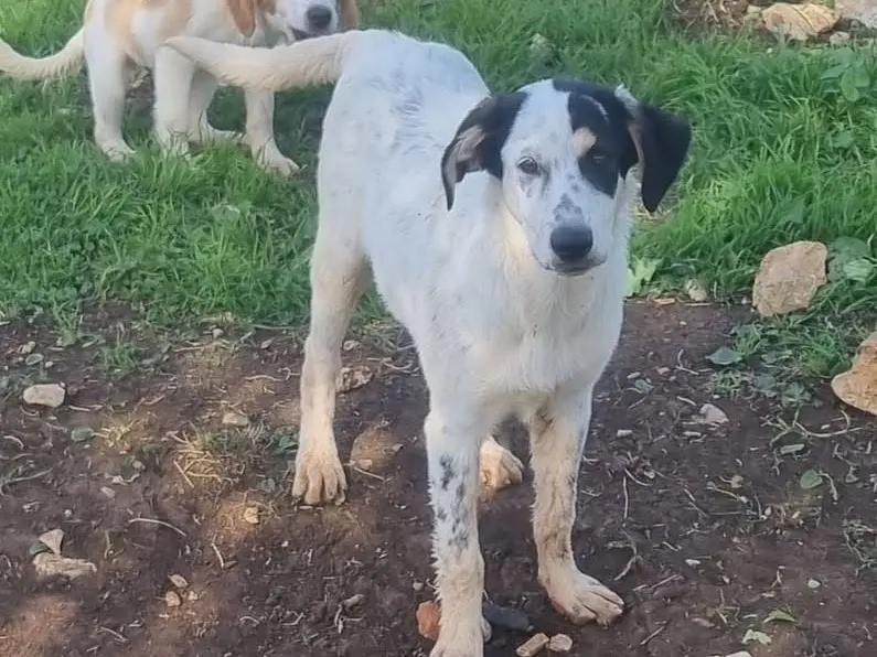 Adozione cane, femmina, Razza sconosciuta Razza sconosciuta, 1 anno e 2 mesi, taglia media, Latina