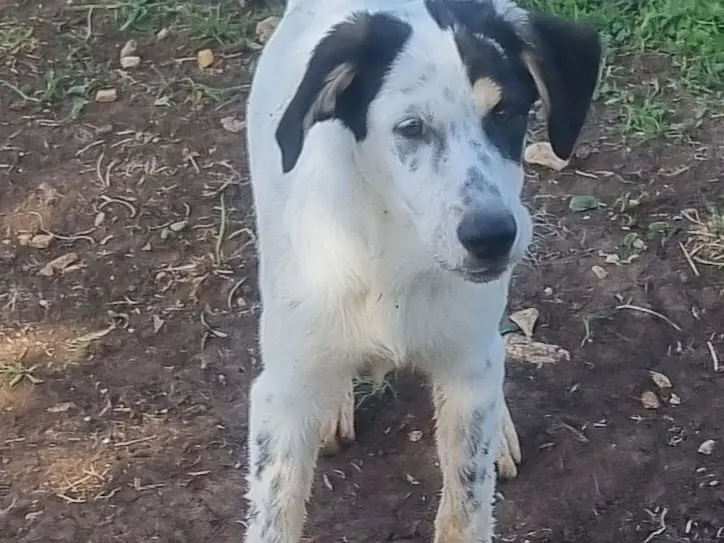 Vuoi adottare un cane a Latina?