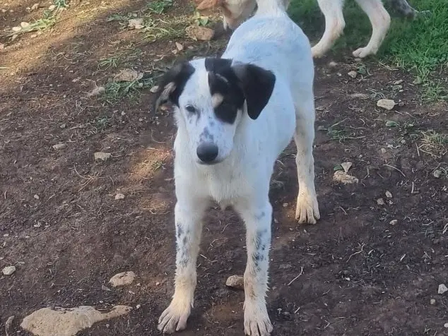 Adotta un cane, taglia media, femmina, Latina