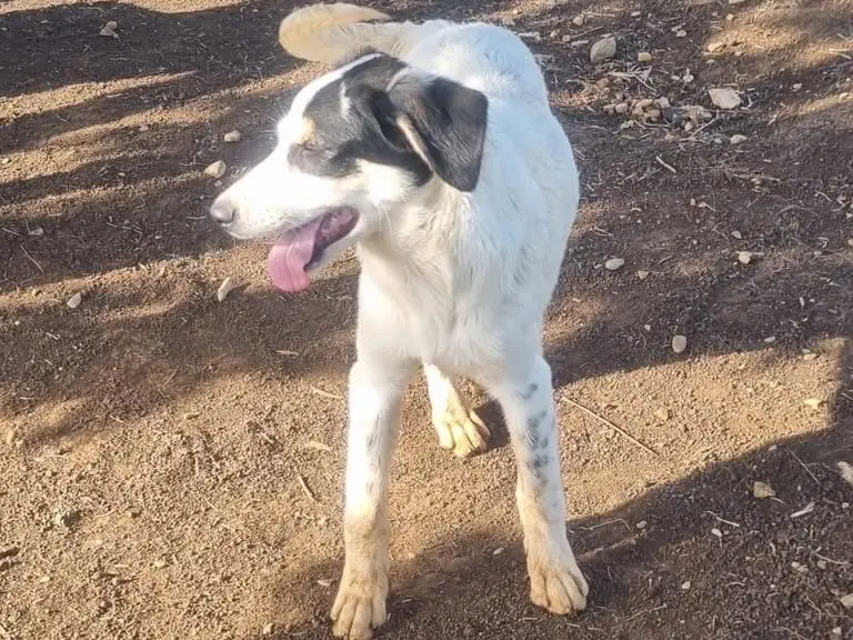 Adotta un cane, femmina, 1 anno e 2 mesi, Latina