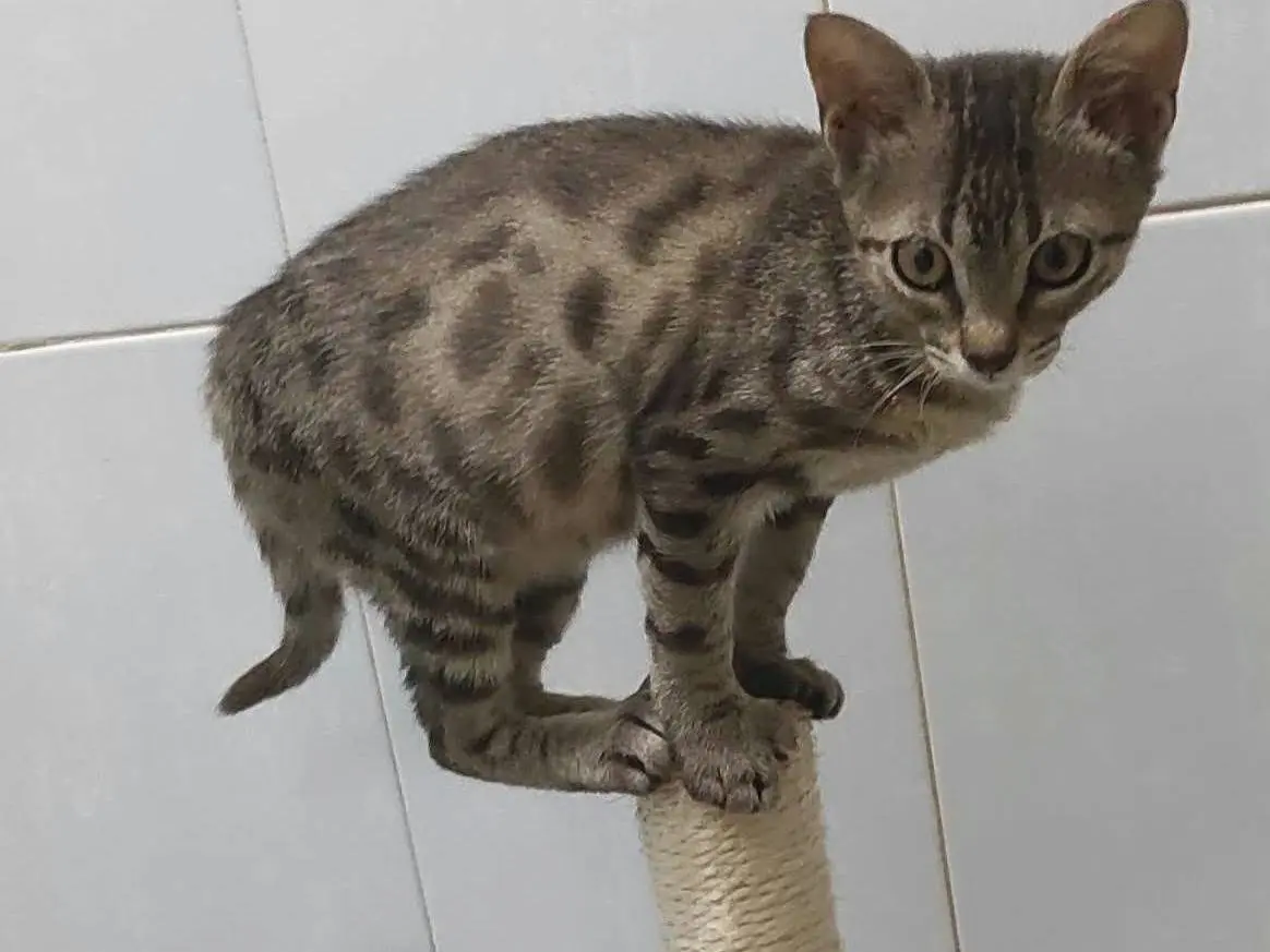 Adotta un gatto, maschio, 4 mesi, Brescia