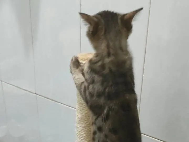 Vuoi adottare un gatto a Brescia?