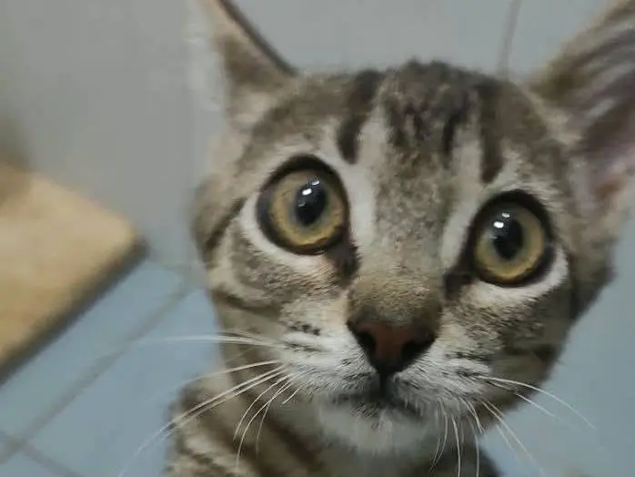 Adozione gatto, maschio, Razza sconosciuta Razza sconosciuta, 4 mesi, taglia non valida, Brescia