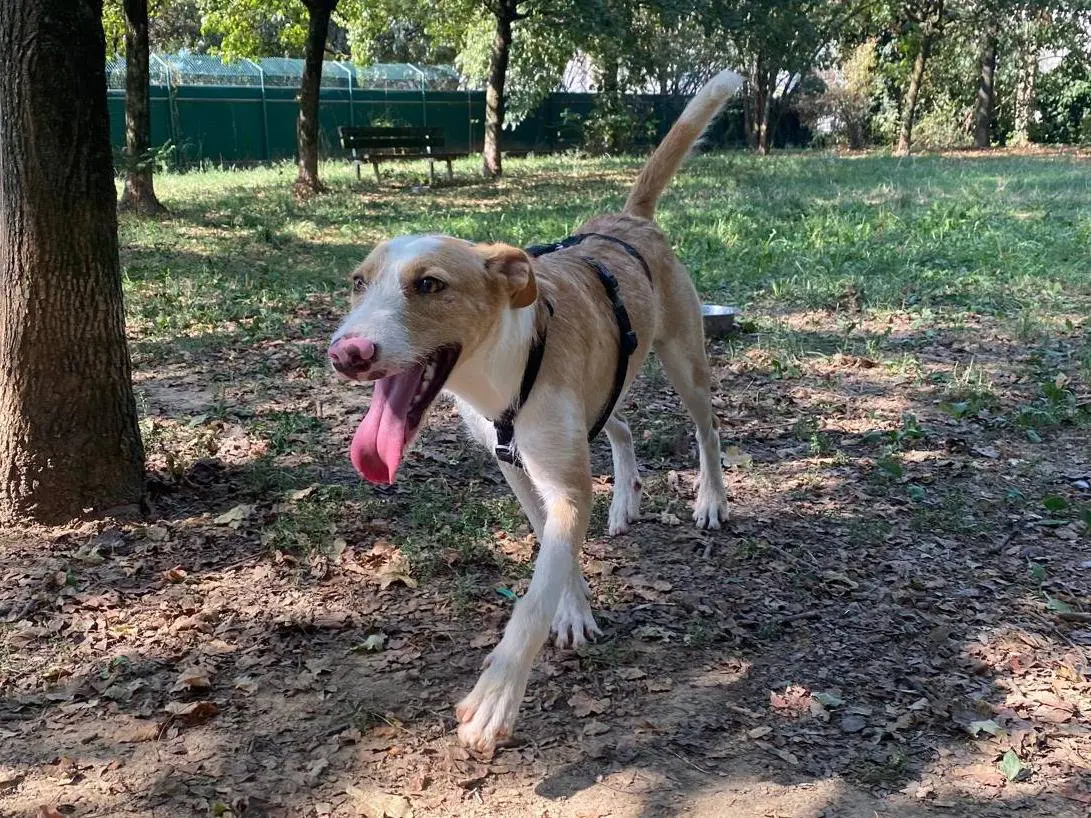 Adotta il cane Edgar a Milano