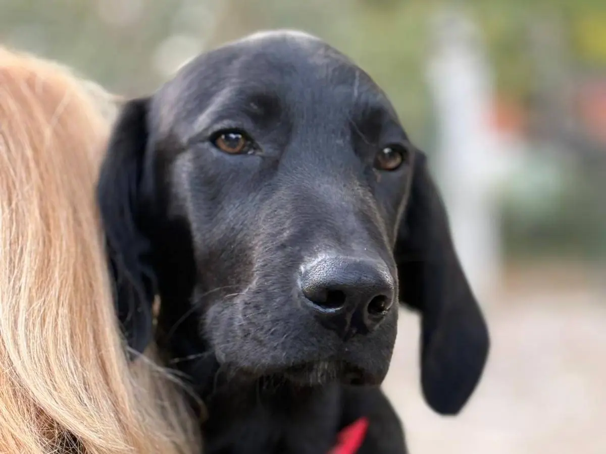 Adotta un cane, maschio, 1 anno e 4 mesi, Parma