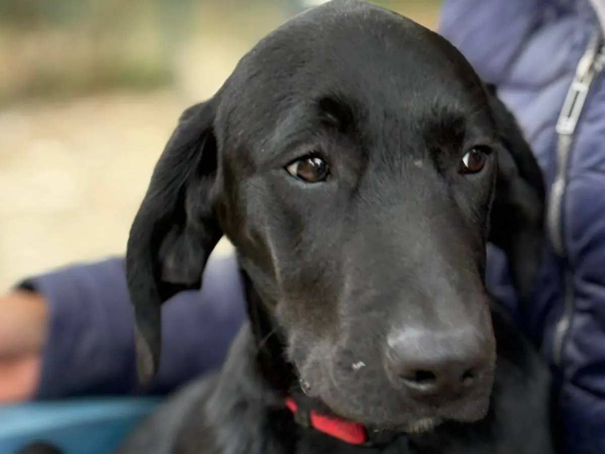 Adozione cane, maschio, Segugio Razza sconosciuta, 1 anno e 4 mesi, taglia media, Parma