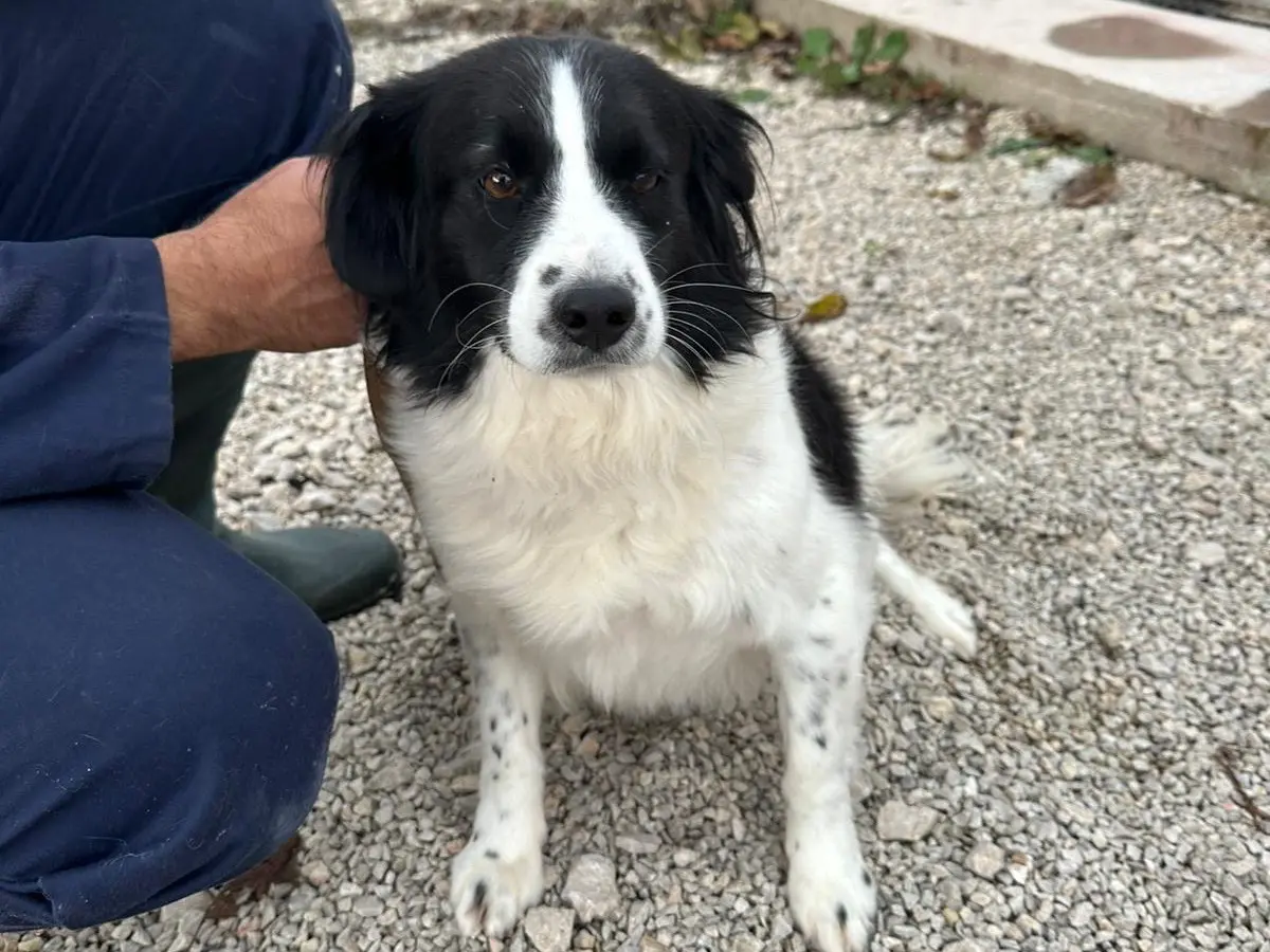 Adozione cane, maschio, meticcio, 11 anni e 4 mesi, taglia media contenuta, Salerno